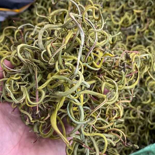 化石草 老挝小叶化石草 右名肾精茶 肾精草