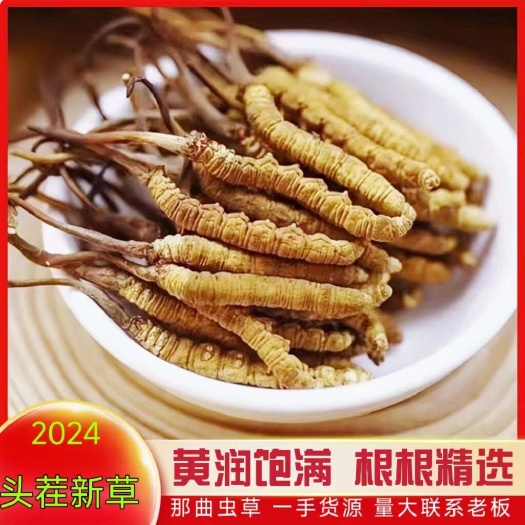 西藏那曲冬虫夏草批发虫草一手货源量大从优甄选品质根根饱满