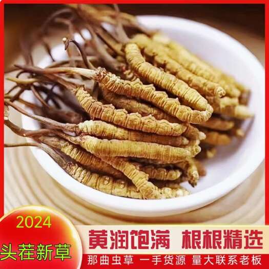 拉萨西藏那曲冬虫夏草批发虫草一手货源量大从优甄选品质根根饱满