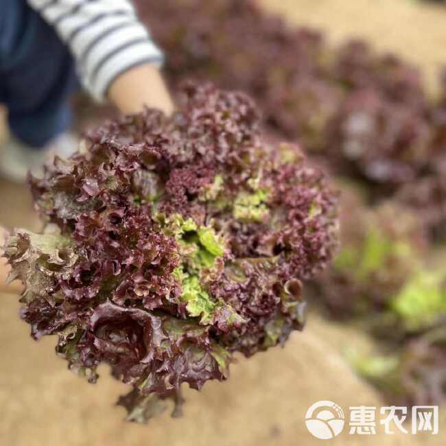 紫霞散叶生菜种子优选紫叶生菜种籽四季蔬菜种子庭院阳台盆栽生菜