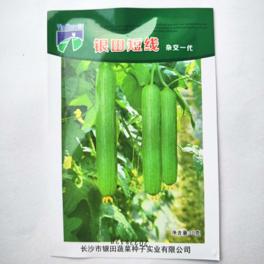 沭阳县银田短线丝瓜种子早熟肉丝瓜香丝瓜爬藤春夏秋季四季蔬菜种籽