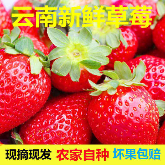 云南金鑫草莓种植基地，夏季草莓已大量上市，发往全国各地包邮的
