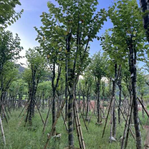 普宁市宫粉紫荆10-12公分