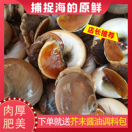 连云港特大鲜活新鲜猫眼螺香螺沙螺海鲜冷冻水产贝类玉螺包邮