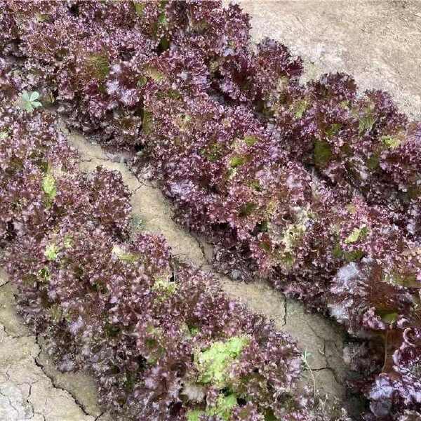 紫霞散叶生菜种子优选紫叶生菜种籽四季蔬菜种子庭院阳台盆栽生菜