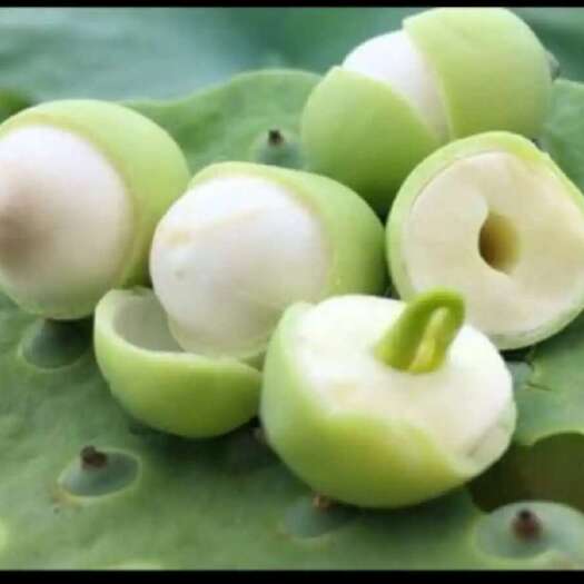 祁阳市新鲜莲蓬，