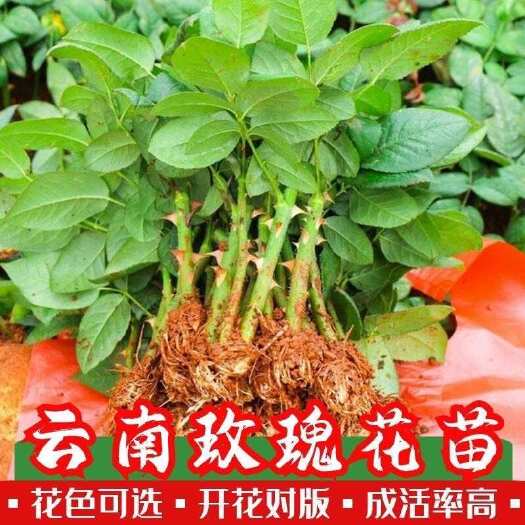 1000棵起包邮云南玫瑰苗月季花苗庭院阳台绿植裸根扦插小苗