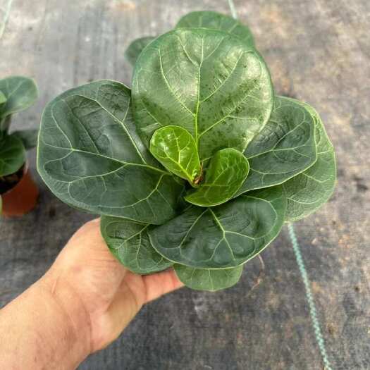 广州90琴叶榕