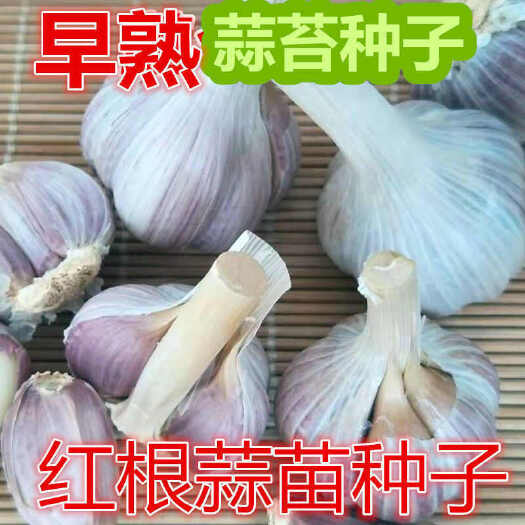丰县川蒜种子二水早寒蒜种子红根蒜苗种子