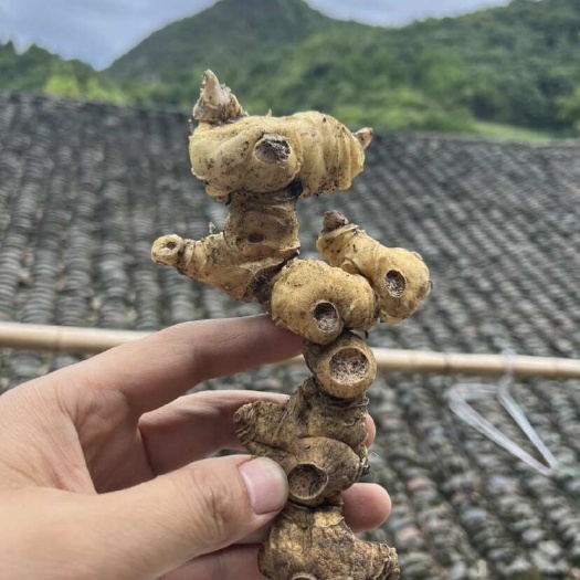 溆浦县黄精，纯，良心有点贵，大个头，统货。姜形黄精，鸡头黄精