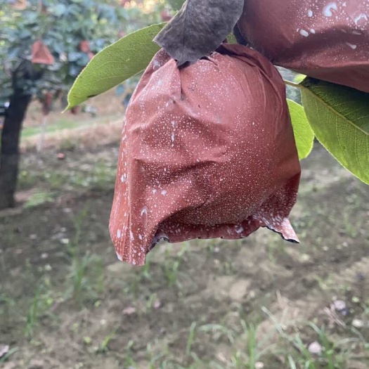 赵县通货纸袋皇冠梨