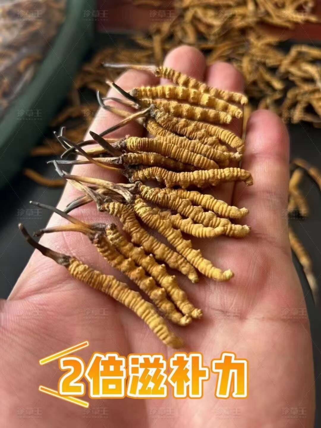 【全国包邮】 西藏那曲 冬虫夏草 虫草 货源充足 品质保证