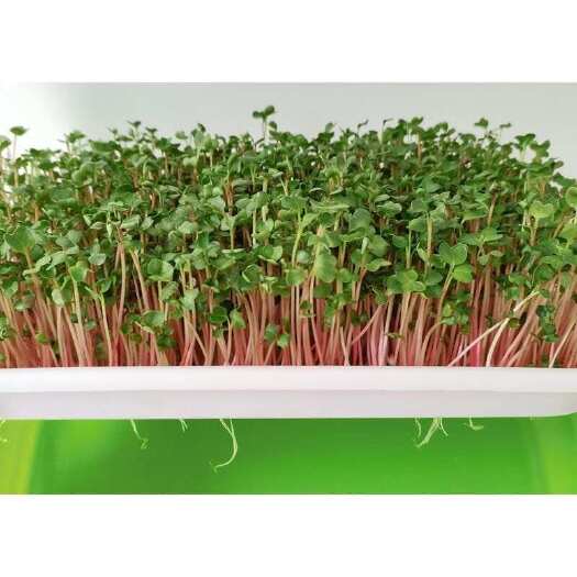 深圳萝卜芽