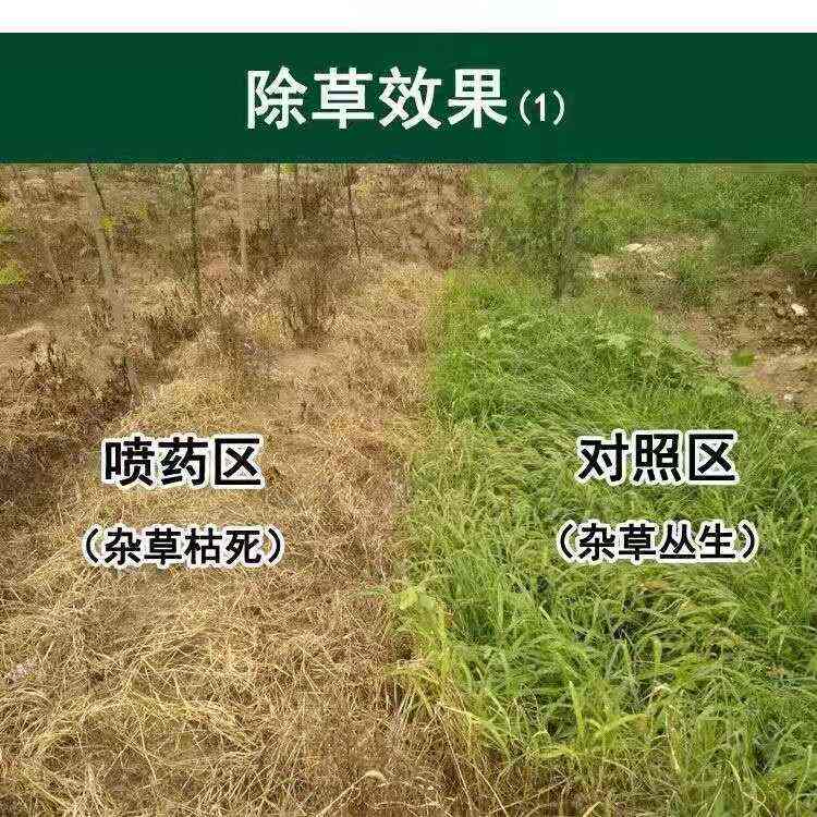 草甘膦除草劑 斬草除根 雜草荒地果園用廣譜專用除草劑