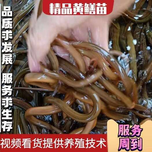 昆明正大9号黄鳝  黄鳝苗，云南出售各种规格黄鳝