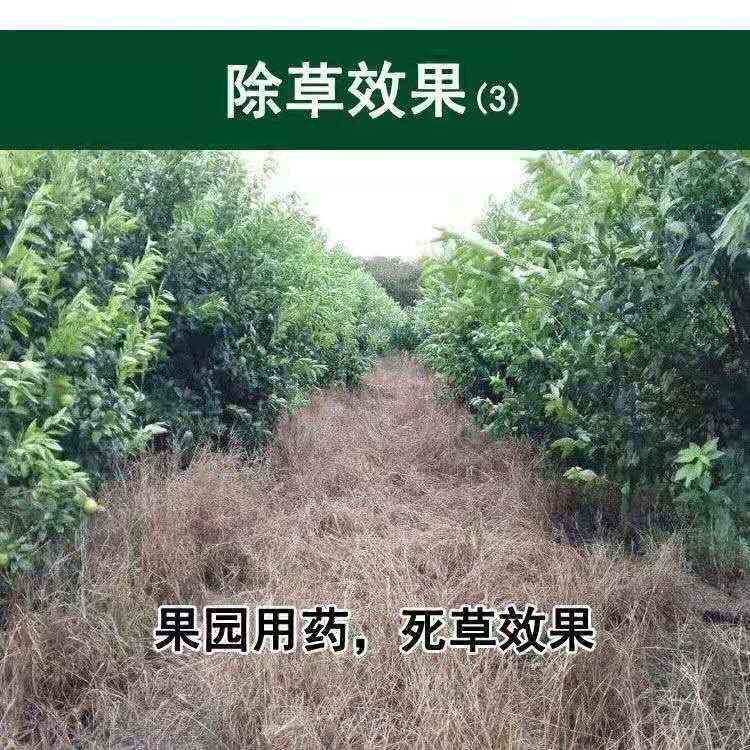 草甘膦除草劑 斬草除根 雜草荒地果園用廣譜專用除草劑