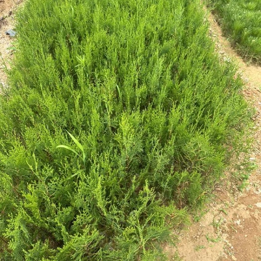 莒南县供应批发底价侧柏苗 侧柏苗木 侧柏小苗 侧柏容器苗 侧柏杯苗