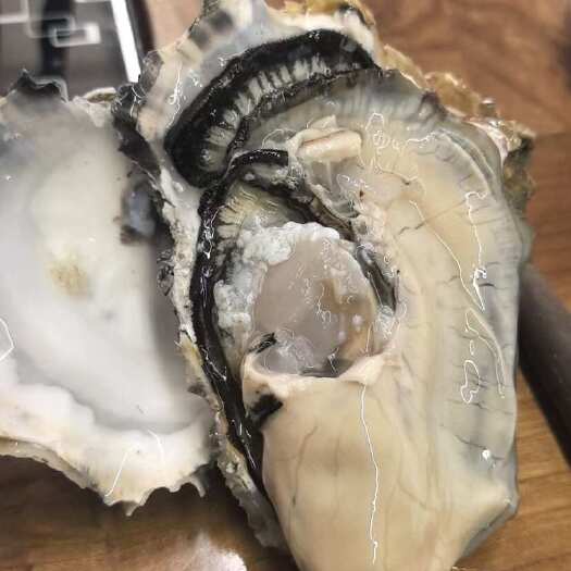 壳薄肉厚，爽脆口感。满规格生蚝