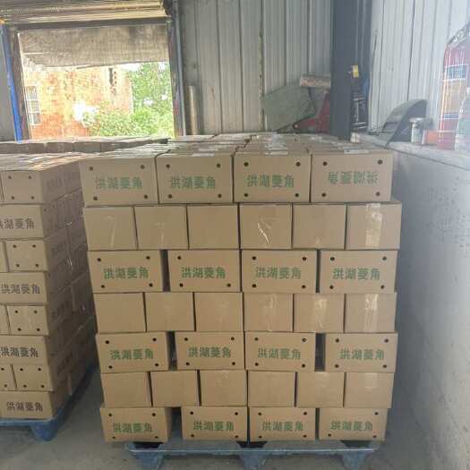 洪湖老菱角代发 实力供应链  日供代发  2万票