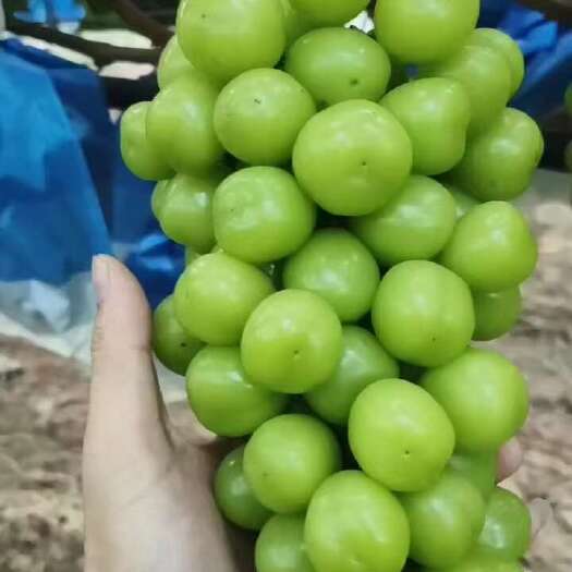 莒县阳光玫瑰  葡萄大量上市 口感脆甜 电商 商超 市场全国发货