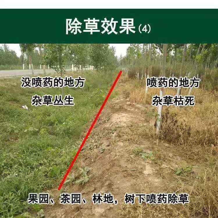 草甘膦除草劑 斬草除根 雜草荒地果園用廣譜專用除草劑