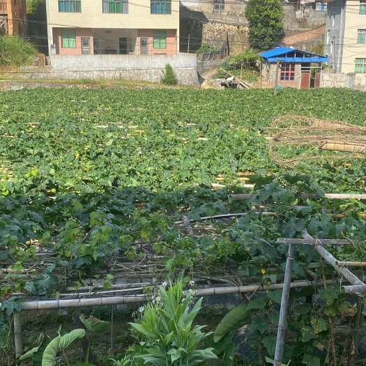 尤溪县肉丝瓜