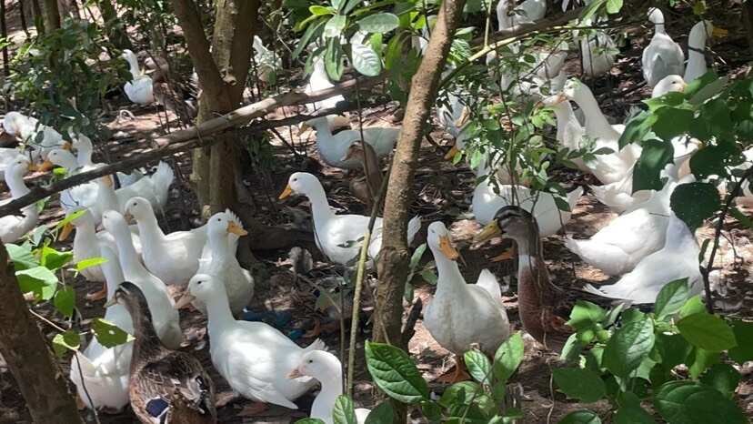 阳江品种：白鸭河边草地散养农家土鸭子  五谷杂粮养成
