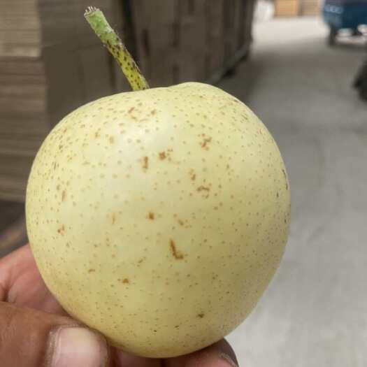 赵县二级皇冠梨