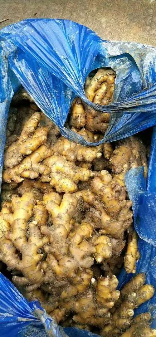 砚山县大黄姜水洗姜风干姜产地直供定制加工质量保障价格美丽货源充足。