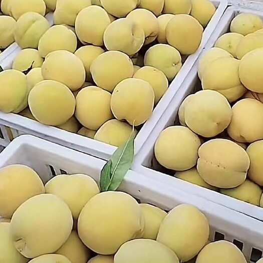 新乐市黄金冠