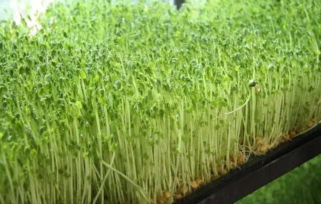 深圳豌豆苗现货