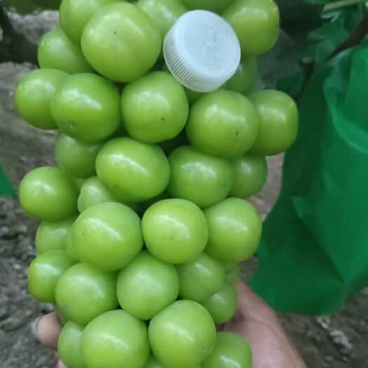 晋州市阳光玫瑰葡萄