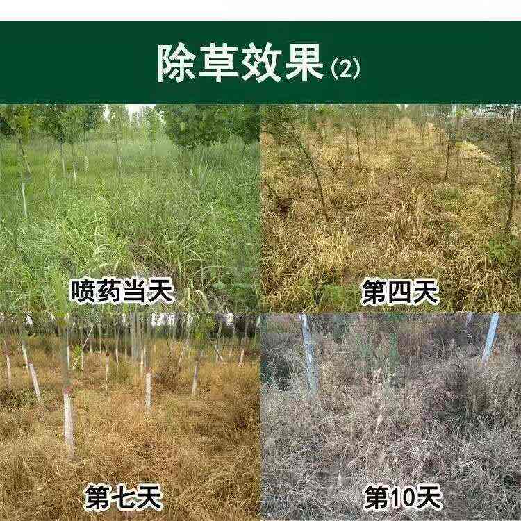 草甘膦除草劑 斬草除根 雜草荒地果園用廣譜專用除草劑