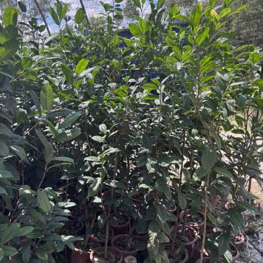 灵山县金花茶盆栽