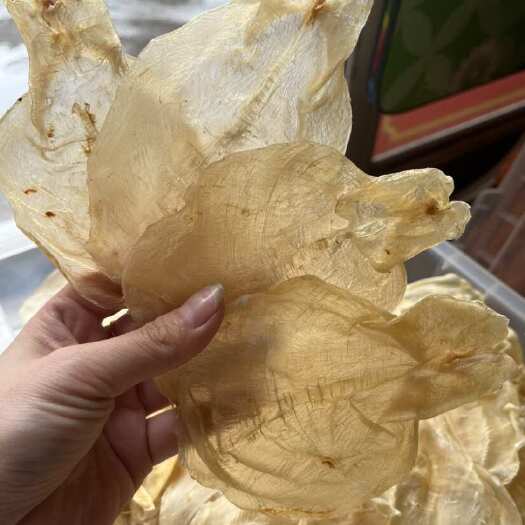 汕头蜘蛛胶50头左右