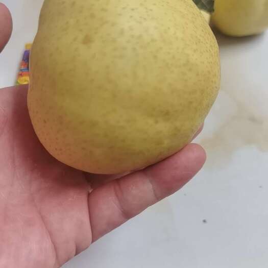 方城县梨
