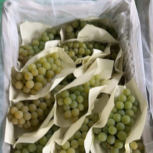 产地直发水晶葡萄。