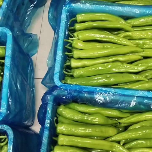 莘县山东聊城莘县万亩基地大量供应黄皮尖椒，欢迎各位老板前来订购