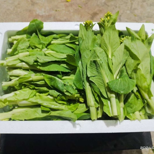 贵阳白菜苔