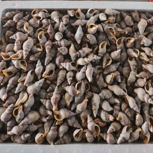 贝贝螺，白玉螺，红枣螺