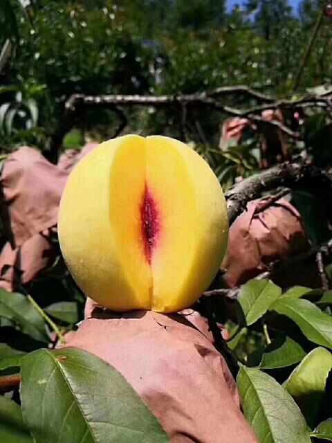 汝城县黄桃