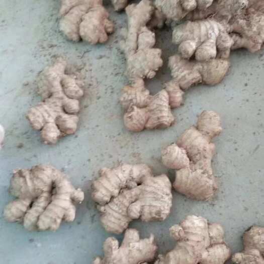 内江贵州老姜母
