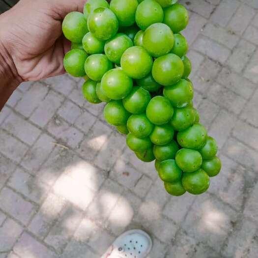 广宗县青无核巨峰葡萄  罐头厂大量供应