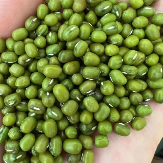 自产绿豆，质量好无铁豆，保质保量，量大优惠