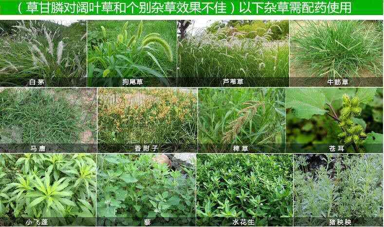 草甘膦除草劑 斬草除根 雜草荒地果園用廣譜專用除草劑