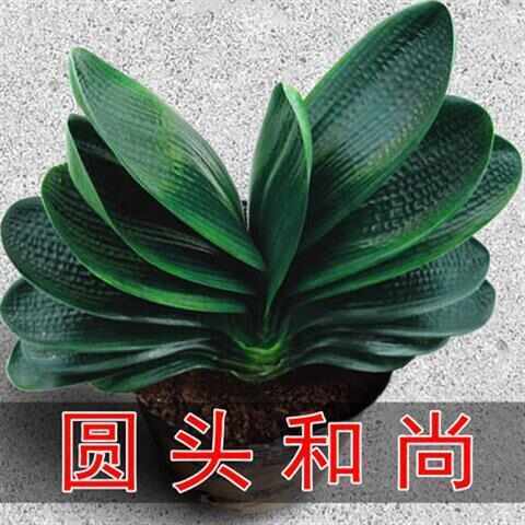 漳平市君子兰盆栽精品绿植花卉植物室内圆头和尚四季带花苞大苗当年开花