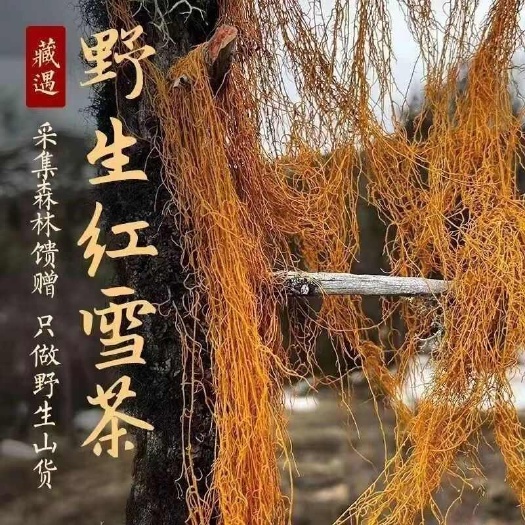 红雪茶软质长丝西藏特产红雪茶
