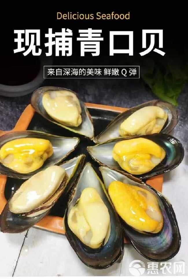 青口贝鲜活海鲜整箱水产批发海虹鲜活贝类3斤6斤一箱大号特大号