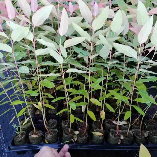 遂溪县广林9号苗