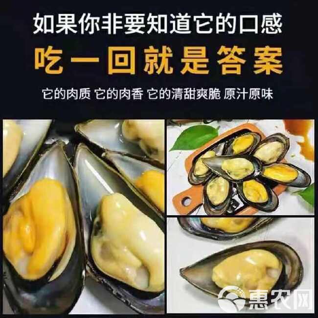 青口贝鲜活海鲜整箱水产批发海虹鲜活贝类3斤6斤一箱大号特大号